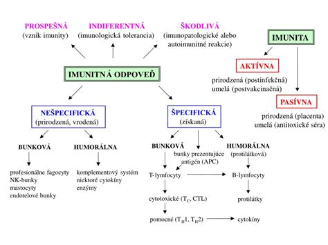 Diagram imunitného systému (vrodená a získaná imunita)
