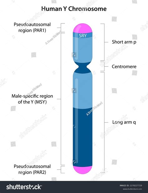 Diagram chromozómov X a Y
