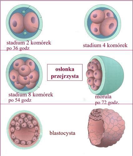 Infografika: Fázy vývoja od zygoty po blastocystu