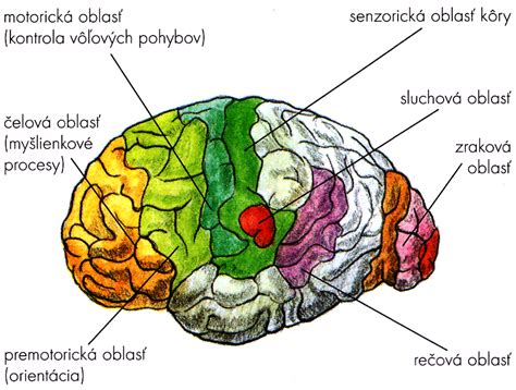 Mozgová štruktúra s označenými oblasťami