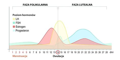 fazy estralneho cyklu psa diagram