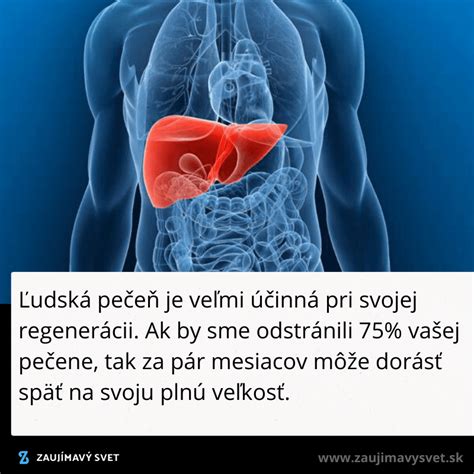 Ľudská pečeň a jej anatomická štruktúra