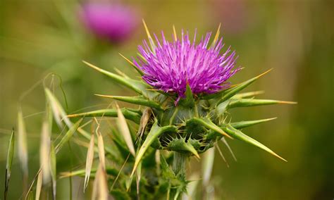 Rastlina pestrec mariánsky