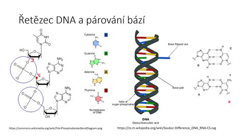 štruktúra DNA