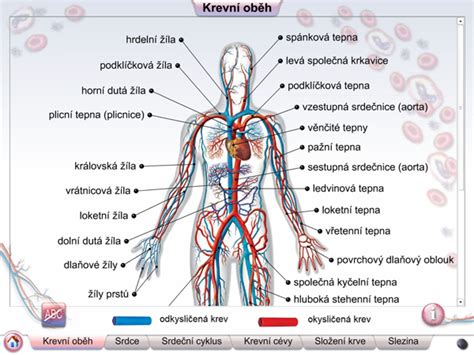 Schéma obehu krvi v tele a regenerácie krviniek