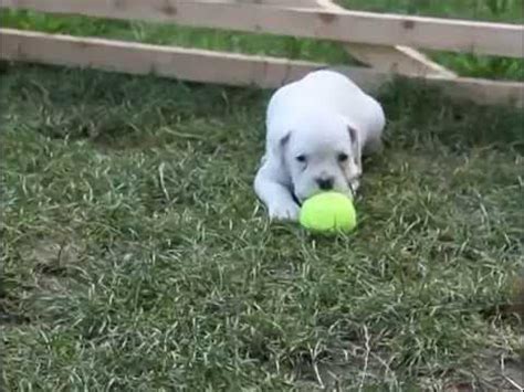 Šteniatka hrajúce sa