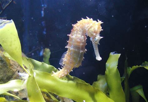 Morský koník s charakteristickou hlavou pripomínajúcou koňa