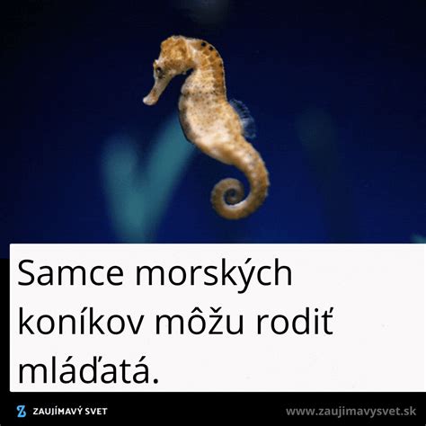 Ilustrácia tanečného rituálu morských koníkov