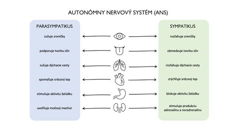 Infografika: Vplyv dýchania na autonómny nervový systém