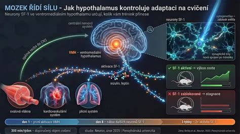 Ilustrácia hypotalamu a termoregulácie