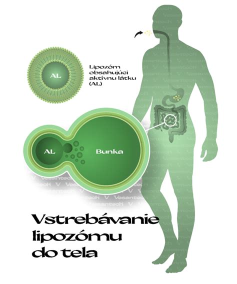 ilustrácia štruktúry póru a vzniku komedónu