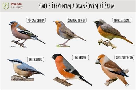 Druhy rázštepov pery a podnebia