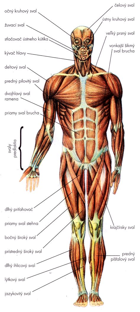 Diagram svalovej sústavy dieťaťa
