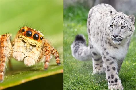 Zvieratá v zimnom spánku