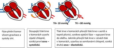 Schéma pohlavného cyklu sučky