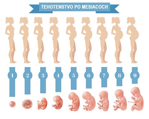 Vývoj šteniatka v maternici týždeň po týždni