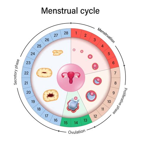 Diagram ženského menštruačného cyklu a plodného okna
