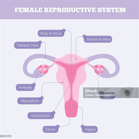Diagram of female reproductive system affected by smoking