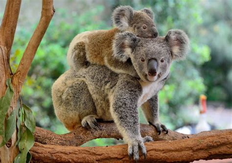 Matka dojčiaca v koala polohe