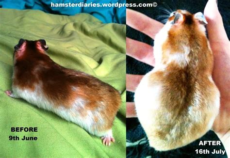 Pregnant Djungarian hamster