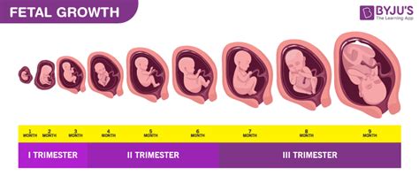 Gestation period comparison chart for hamsters