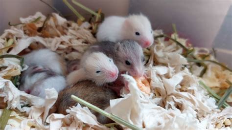 Newborn Djungarian hamster pups