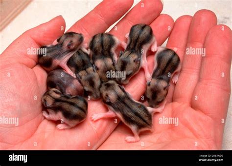 Djungarian hamster pups at different developmental stages