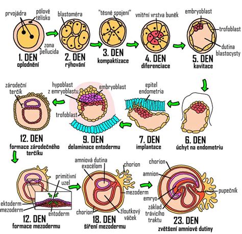 Embryonálny vývoj ženských reprodukčných orgánov