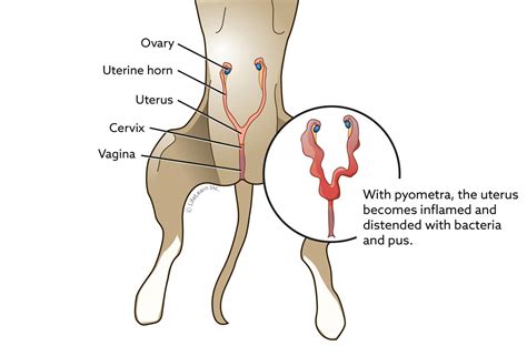 Ilustrácia zdravého a zapáleného maternice (pyometra)