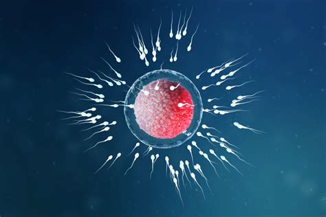 Vajíčko a spermie - cesta k oplodneniu