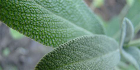 Ilustrácia rastliny šalvie lekárskej