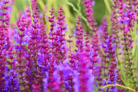 Infografika zobrazujúca rôzne účinky šalvie lekárskej