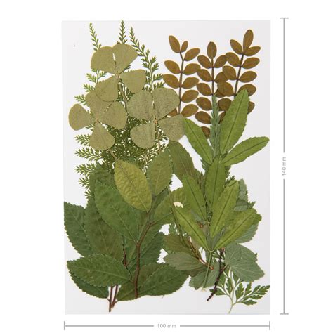 Kombinácia rôznych foriem šalvie - čerstvé listy, sušené listy, tinktúra