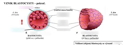 Vývoj blastocysty a implantácia