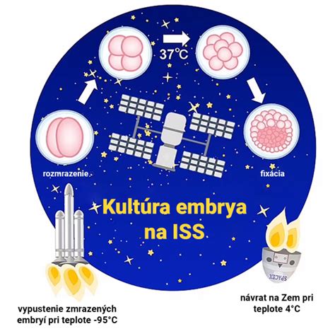 Prehľad vývoja embrya od oplodnenia po blastocystu