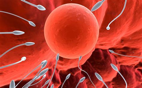 Vajíčko a spermia spájajúce sa, symbolizujúce počatie