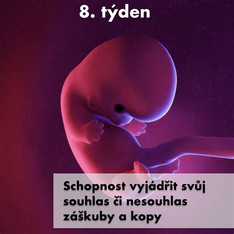 Ilustrácia ľudského plodu v rôznych štádiách vývoja