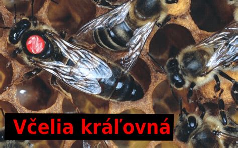 včelia kráľovná v úli obklopená včelami