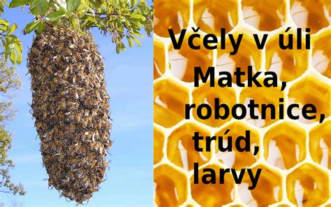 trúd na plástoch včiel