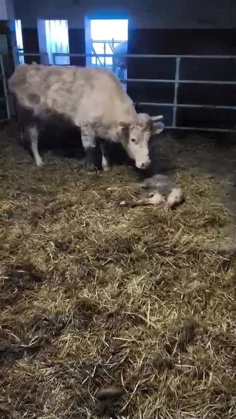 Pôrod kozy a starostlivosť o mláďatá