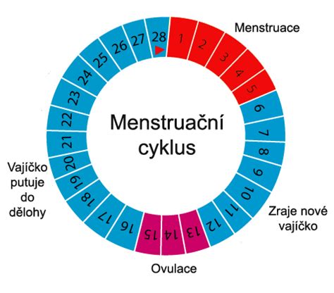 Schéma plodných a neplodných dní