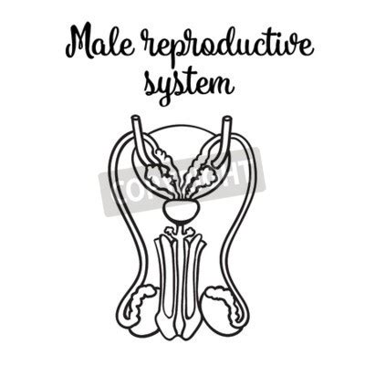Ilustrácia mužského reprodukčného systému
