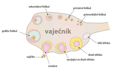 Vajíčka a folikuly