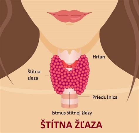 Anatómia štítnej žľazy v tvare motýľa v oblasti krku
