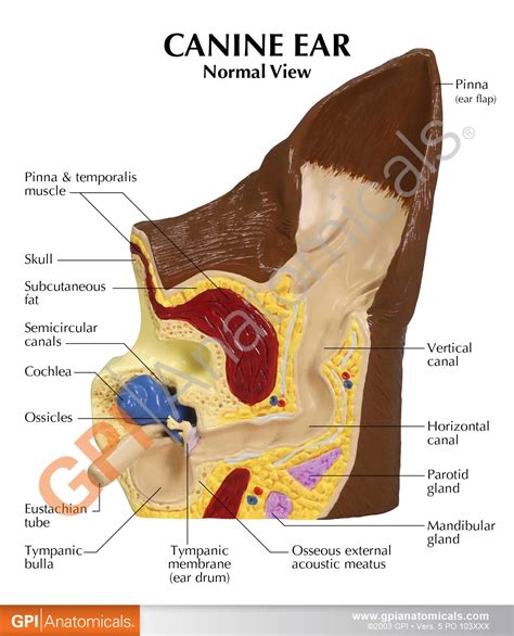 Child's ear canal diagram