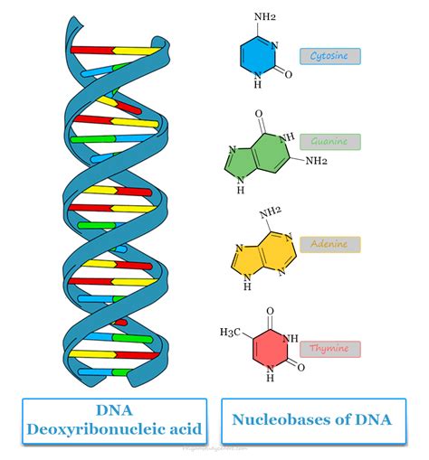 Diagram DNA štruktúry