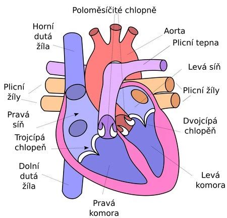 Detailná schéma pupočnej šnúry a jej spojenia s placentou