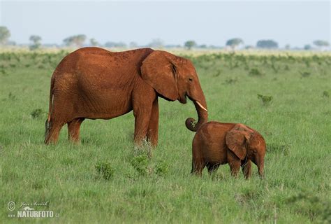 Slon africký a jeho dlhá gravidita