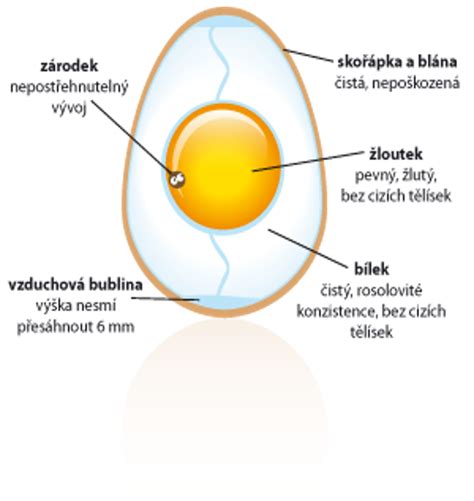 Štruktúra vajíčka s rôznymi typmi žĺtka