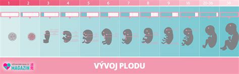 Vývoj placenty a plodu